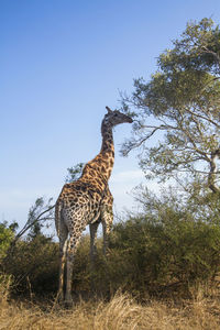 Giraffe on field against sky