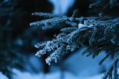 Close-up of frozen pine tree during winter