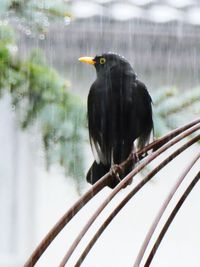 Close-up of bird perching on tree