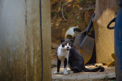 Portrait of cat sitting on wood