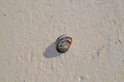 High angle view of shell on sand