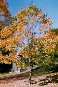 Autumn tree against sky