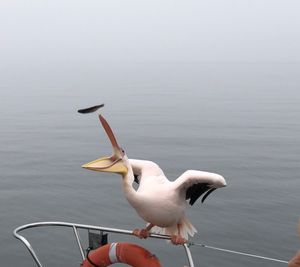 Seagull perching on a boat