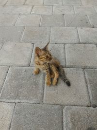 High angle view of cat on cobblestone