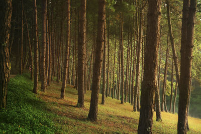 Holiday morning in the forrest  at pang ung maehongsorn thailand