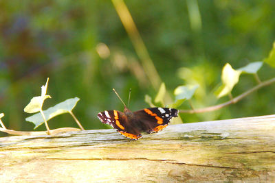 Close-up of butterfly perching on leaf