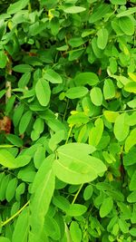 High angle view of leaves