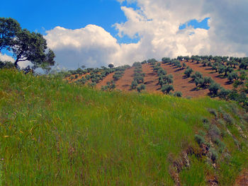 Scenic view of landscape against cloudy sky