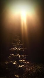 Illuminated tree against sky at night