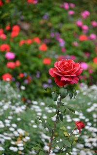 Close-up of red rose