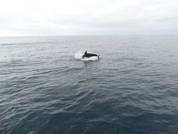 High angle view of fish jumping in sea against sky