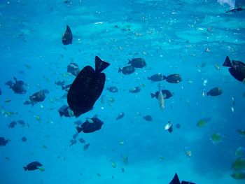 Fishes swimming in sea