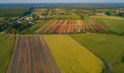 High angle view of agricultural field