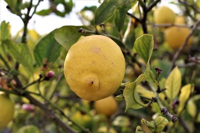 Lemon on a tree