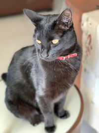 Close-up of black cat sitting at home