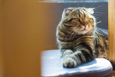 Close-up of cat sitting on chair