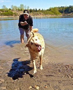 Portrait of dog on beach