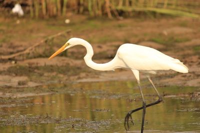 Close-up of bird in lake