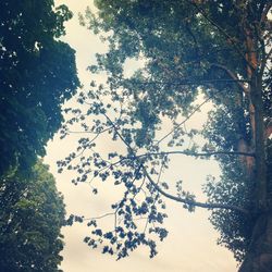 Low angle view of trees