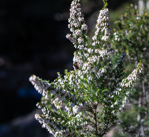 Close-up of snow on plant