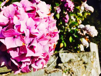 Close-up of pink flowers