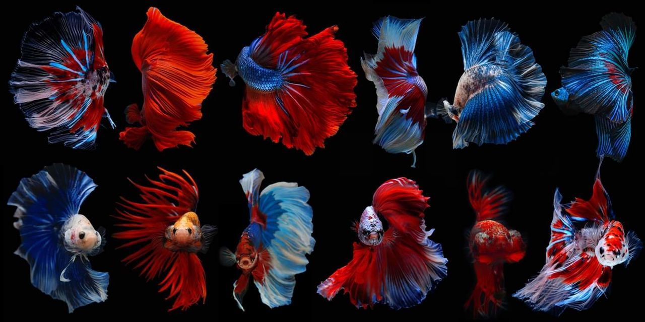 no people, group of animals, animals in the wild, animal wildlife, animal, multi colored, animal themes, close-up, choice, vertebrate, fish, variation, underwater, swimming, sea, outdoors, nature, sea life, marine, black background