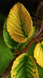 Close-up of leaves