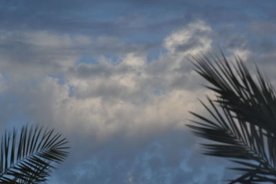 Low angle view of palm trees against sky