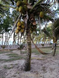 View of fruits hanging from tree