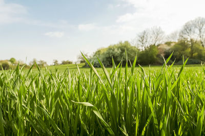 Crops growing on field against sky