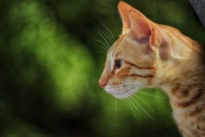 Close-up of a cat looking away