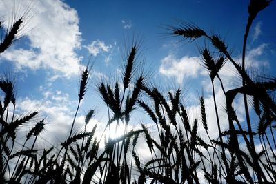 Low angle view of silhouette plants against sky