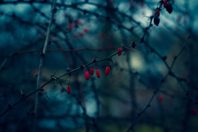 Close-up of red berries growing on tree