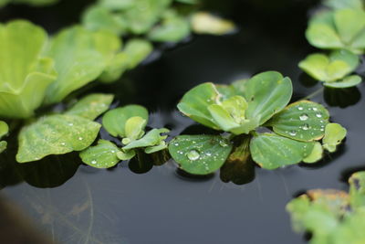 Close-up of wet leaves