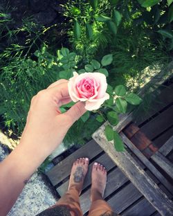 Low section of woman hand on flower