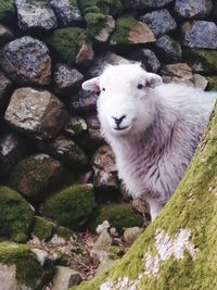 High angle view of sheep on rock