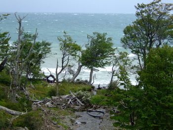 Trees by sea against sky