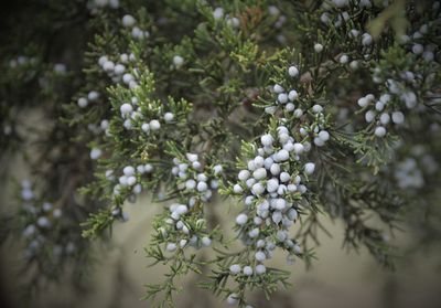 Close-up of berries growing on tree