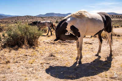 Spotted wild horse appaloosa in herd of wild horses in nevada desert