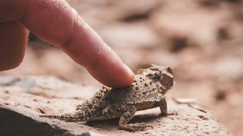 Cropped image of hand touching horned toad on rock