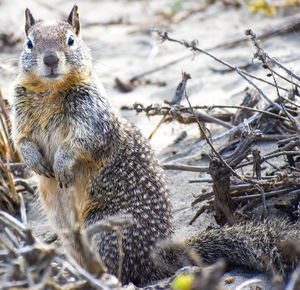 Adorable cute furry spotted squirrel with long whiskers standing upright close up staring curious