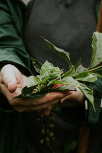 Close-up of person holding leaves