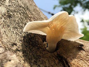 Close-up of mushroom growing on tree trunk