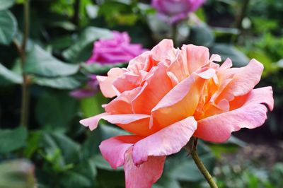 Close-up of pink rose blooming outdoors