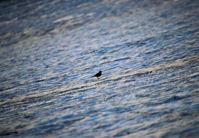 High angle view of bird swimming in water