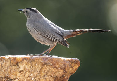 Close-up of bird perching on wood