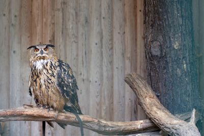 Bird perching on wooden post