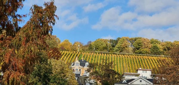 Panoramic view of trees and houses against sky