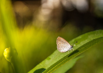 Close-up of butterfly on leaf