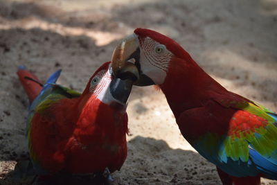 Close-up of parrot perching on branch